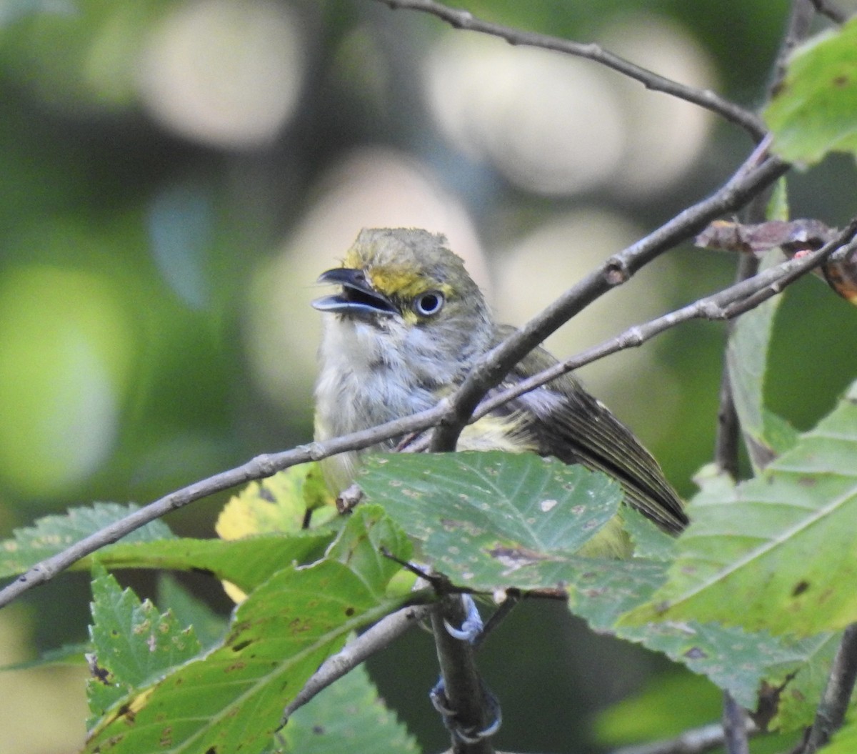 Ak Gözlü Vireo - ML361270041