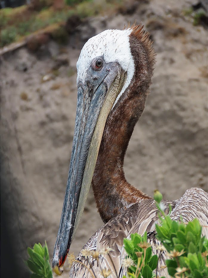 pelikán hnědý - ML361270131