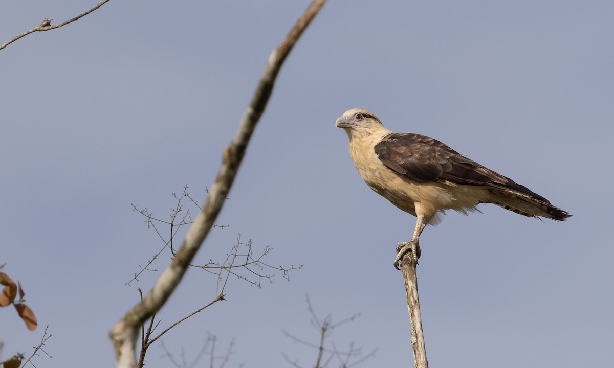 Yellow-headed Caracara - ML361270411