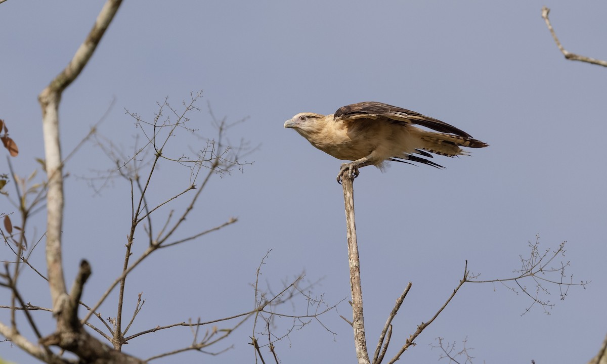 Yellow-headed Caracara - ML361270441