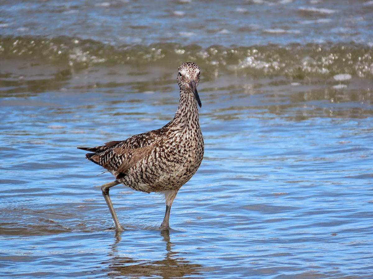 Willet - ML361271691