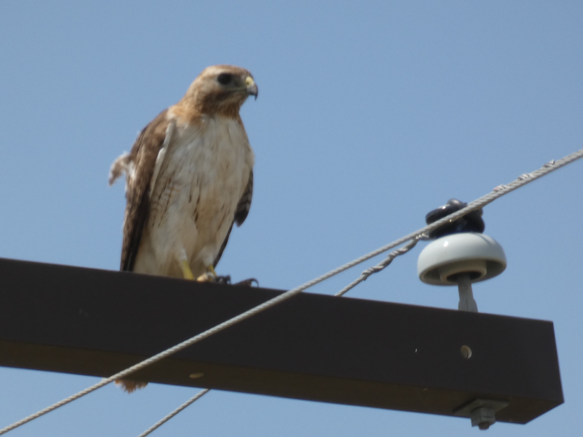 Red-tailed Hawk - ML361271831