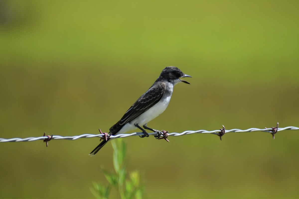 Eastern Kingbird - stephen pattee