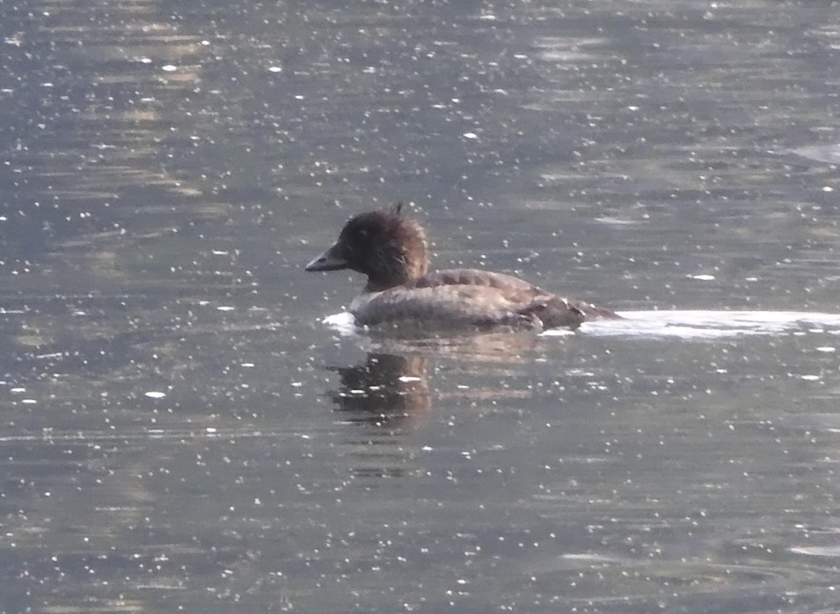 Barrow's Goldeneye - Diana Doyle