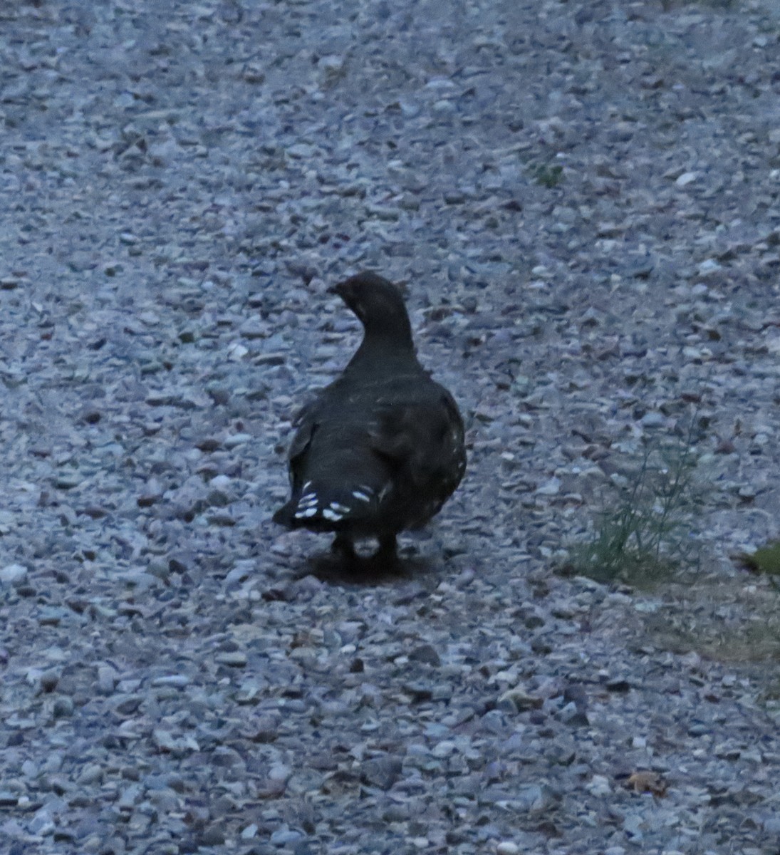 Gallo Canadiense (franklinii/isleibi) - ML361273041