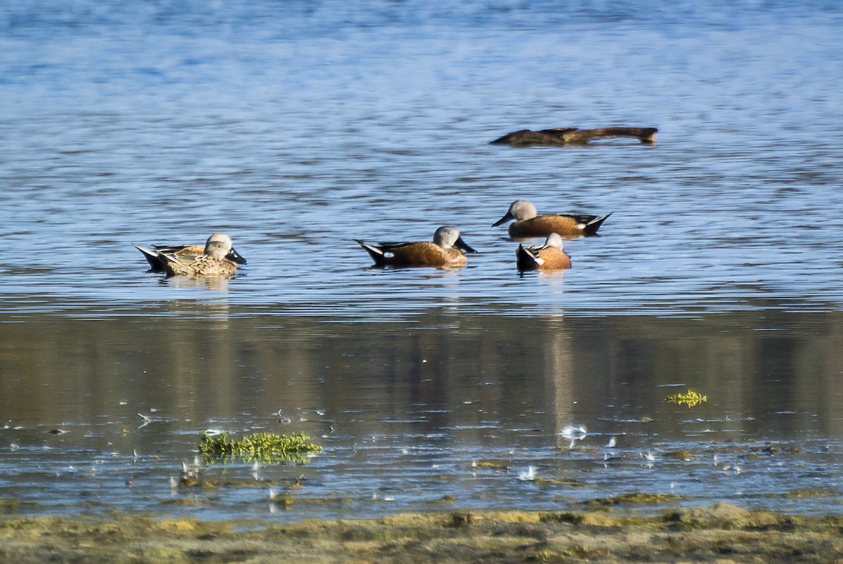 Red Shoveler - Ximena Carramiñana Collado