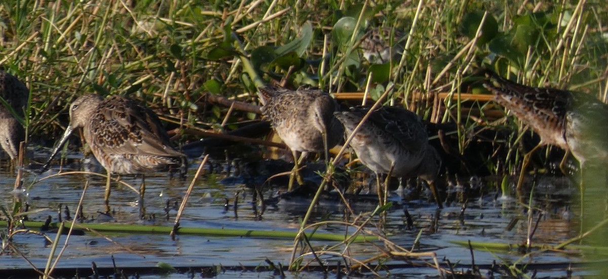 Long-billed Dowitcher - Bill Pranty