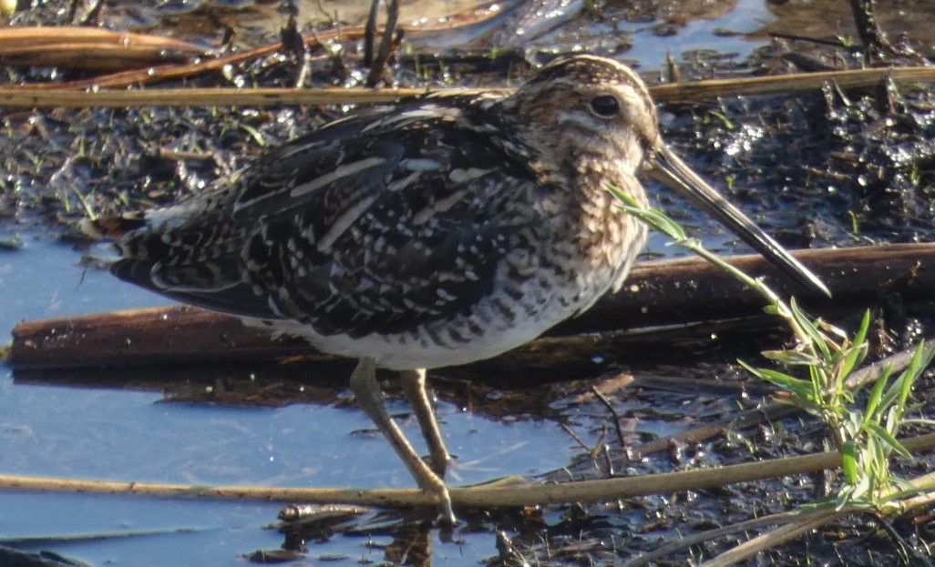 Wilson's Snipe - Bill Pranty