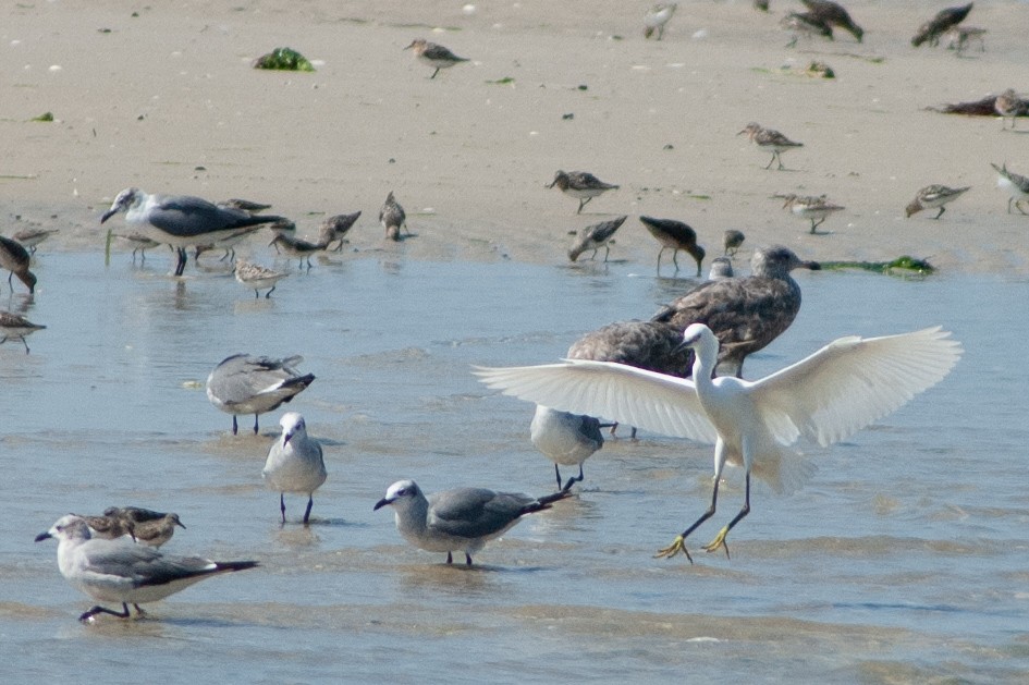 Snowy Egret - ML361276611