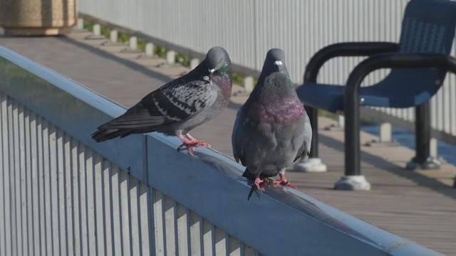 Pigeon biset (forme domestique) - ML361278321