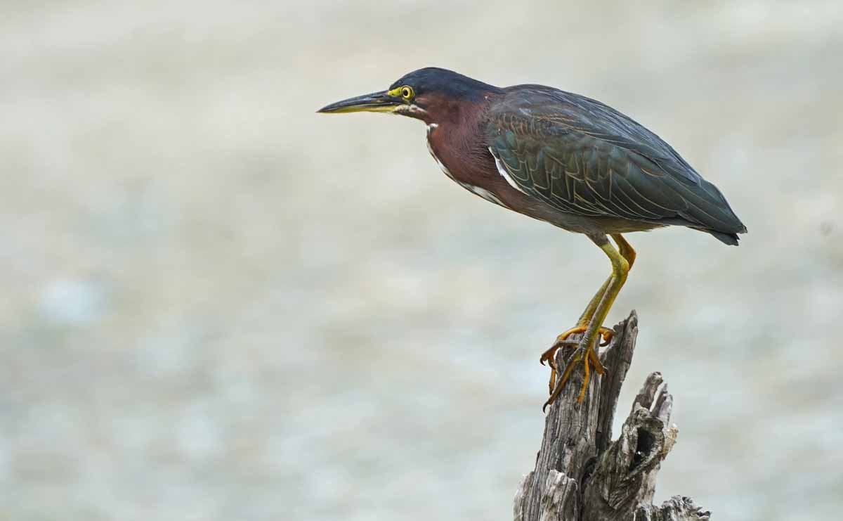 Green Heron - ML361278751