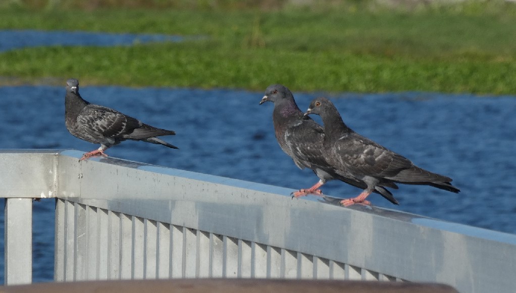 Rock Pigeon (Feral Pigeon) - ML361278871