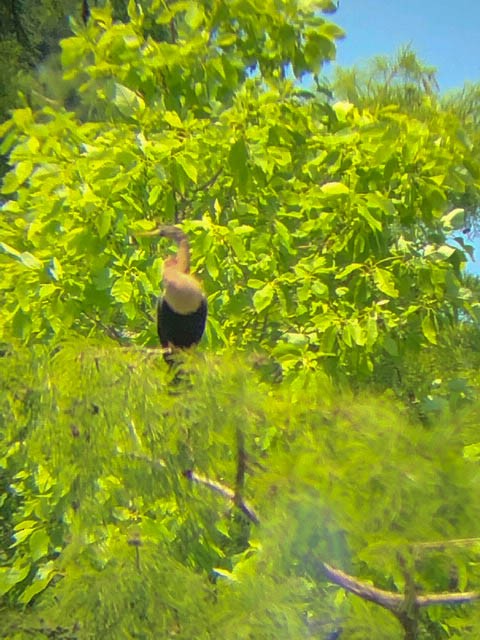 Anhinga - ML361278941