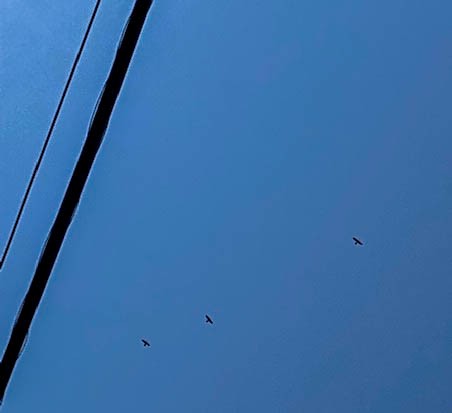 Anhinga - ML361278951