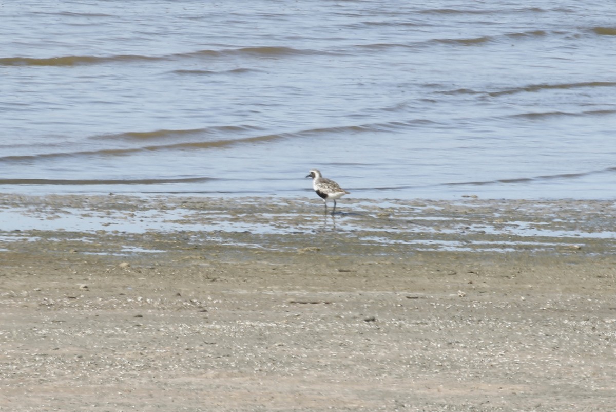 Black-bellied Plover - Mike O'Malley