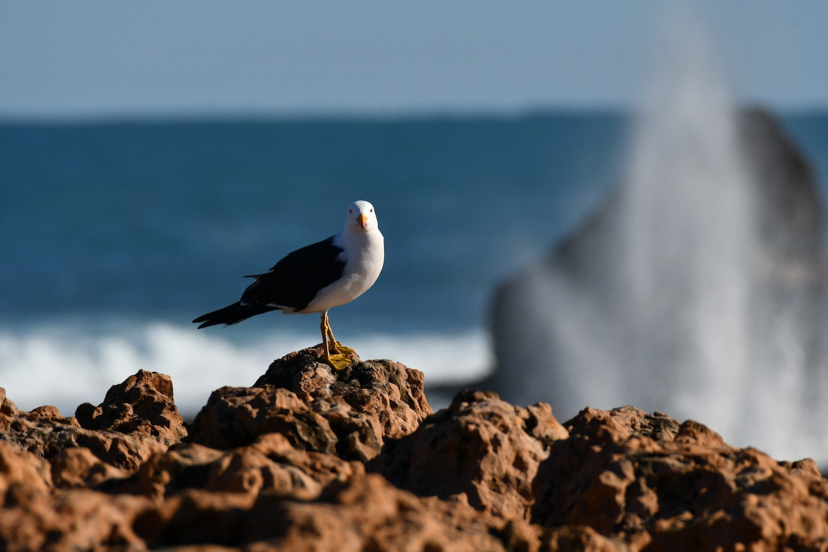 Pacific Gull - ML361282841