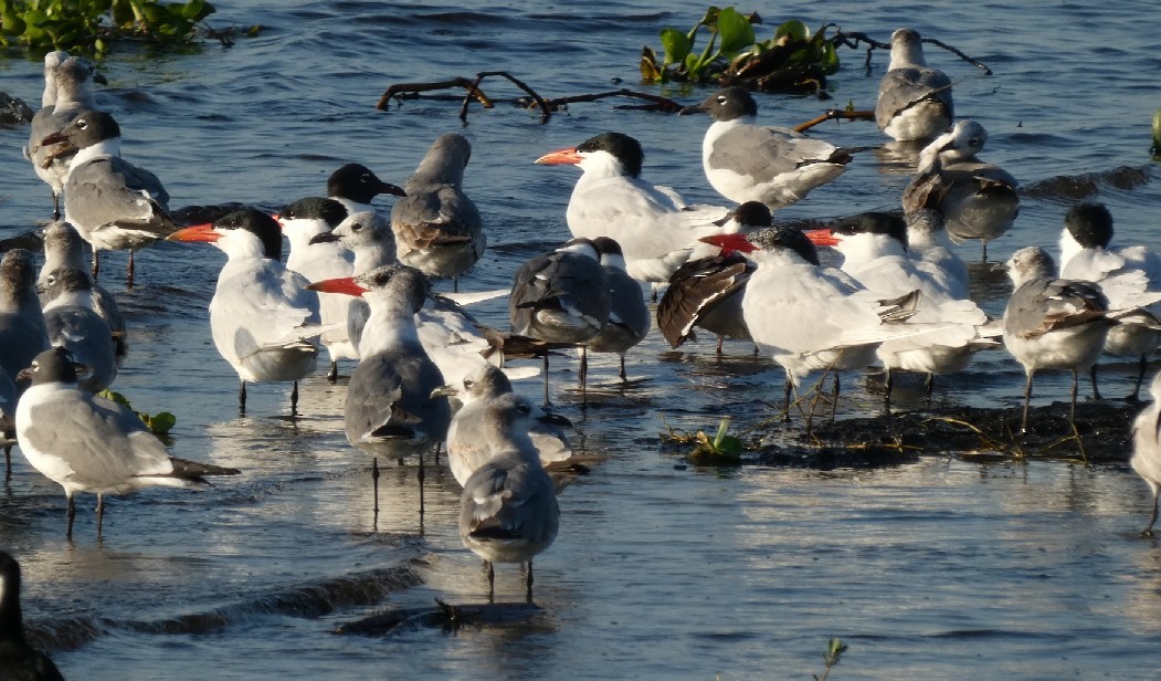 Caspian Tern - ML361282871