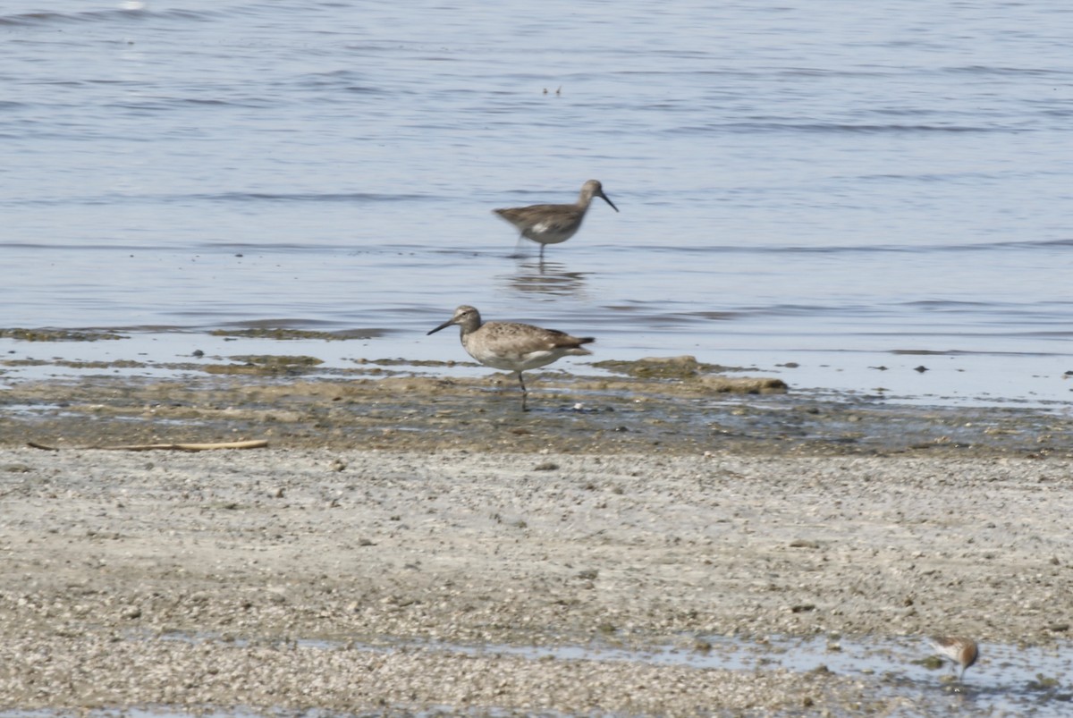 Willet - ML361283421