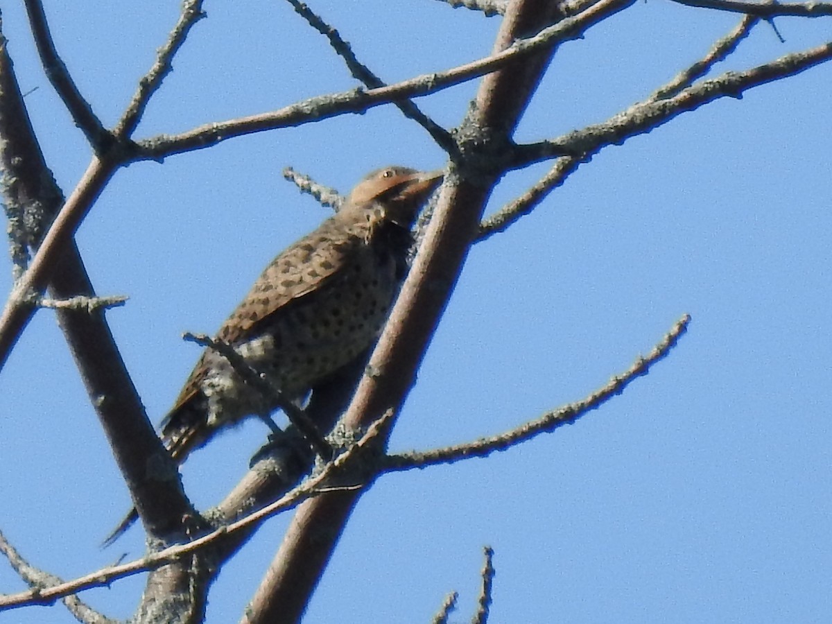 Northern Flicker - ML361283931