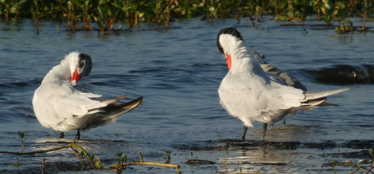 Caspian Tern - ML361284291