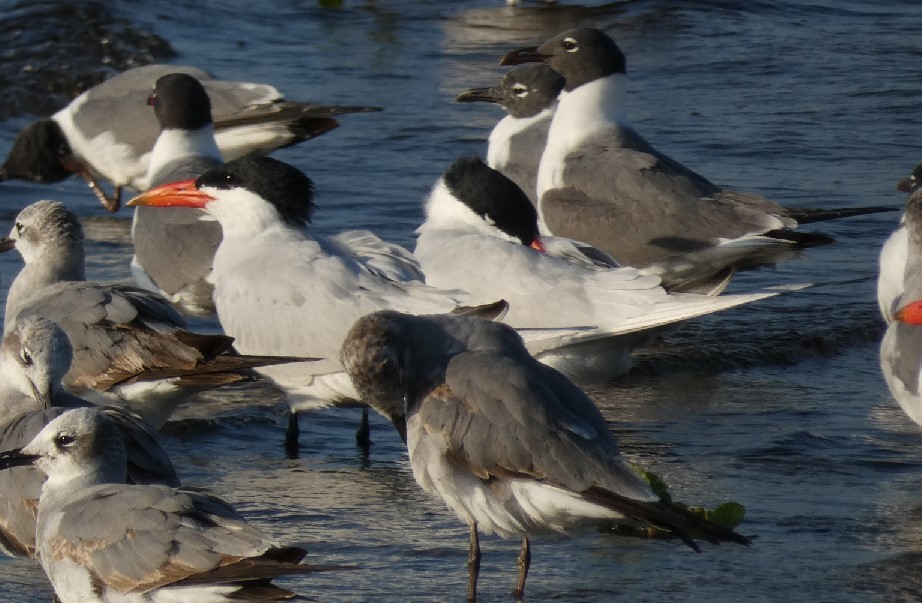 Caspian Tern - ML361284431