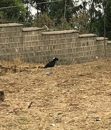 Thick-billed Raven - ML361284491