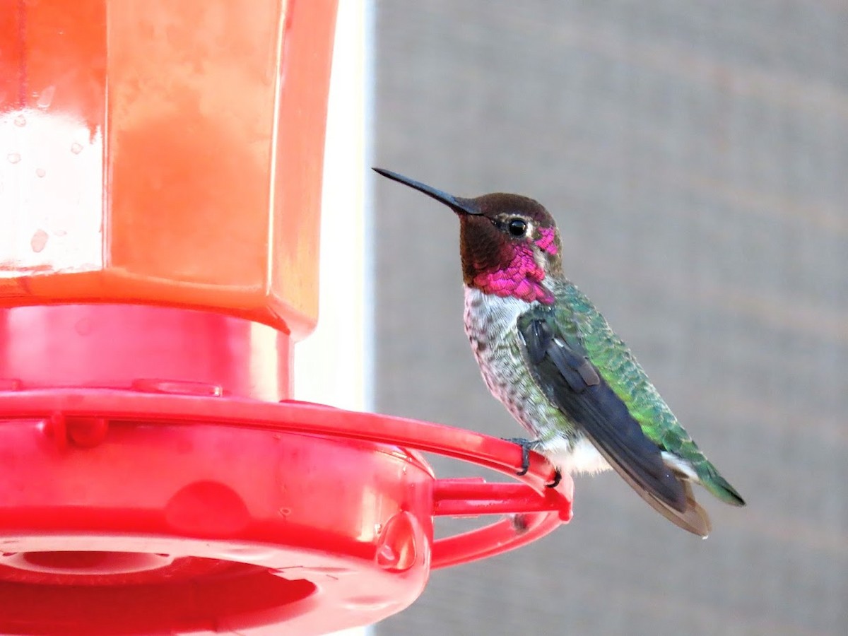 Anna's Hummingbird - Long-eared Owl