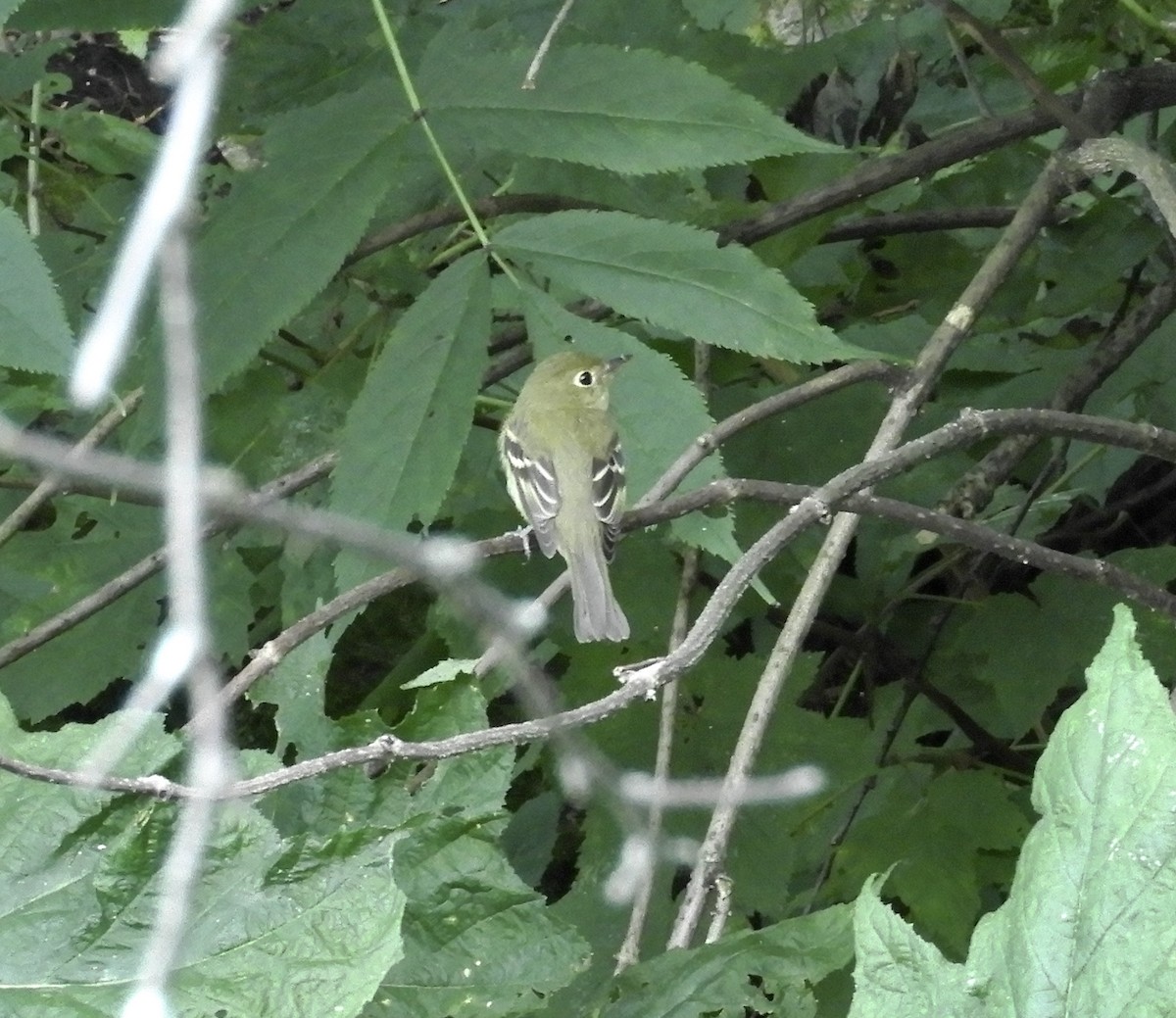 Yellow-bellied Flycatcher - ML361285771