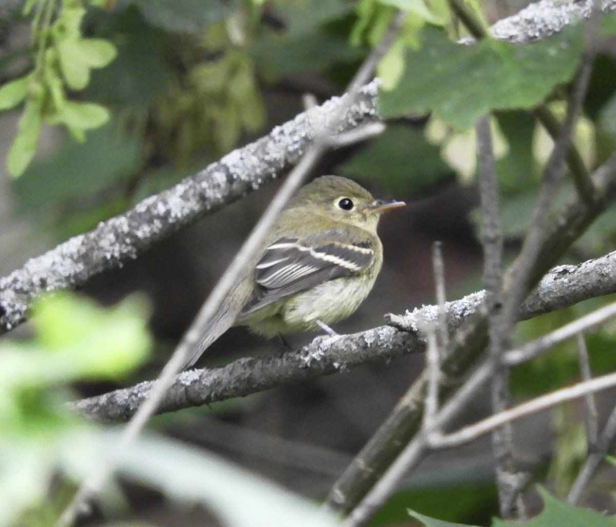 Yellow-bellied Flycatcher - ML361285831