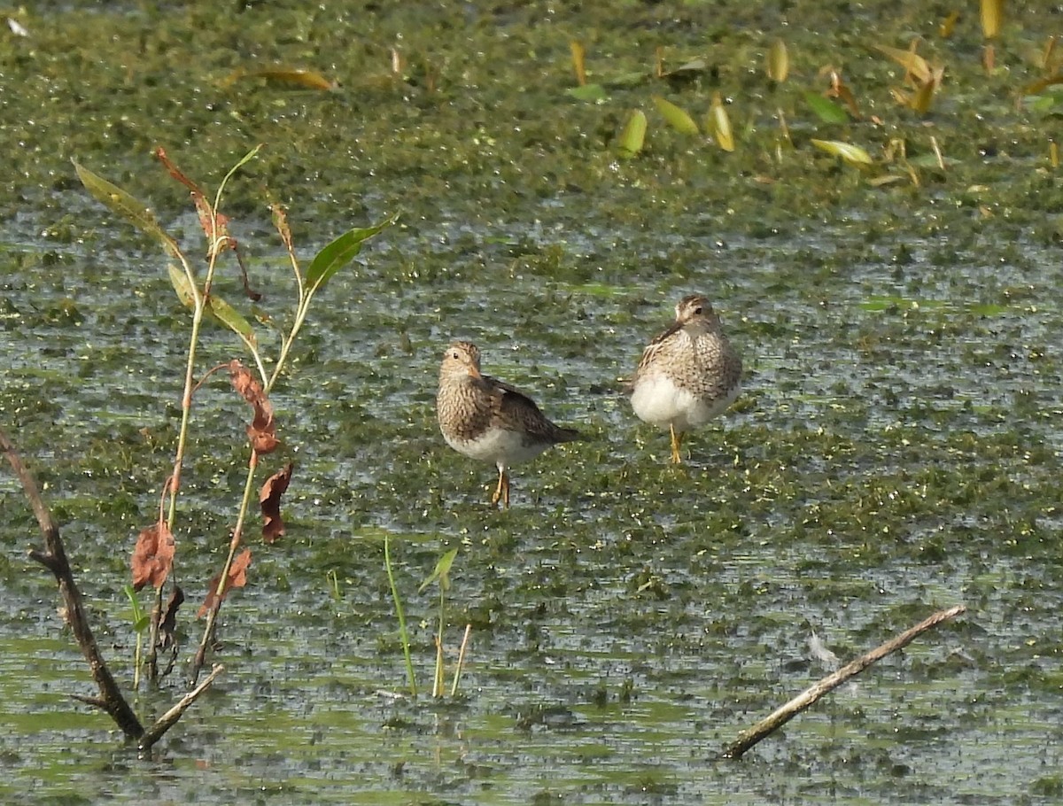 美洲尖尾濱鷸 - ML361288241