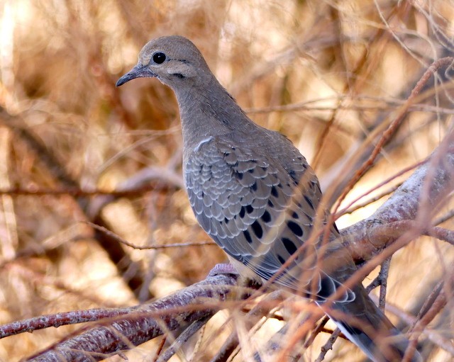 Mourning Dove - Femi Faminu