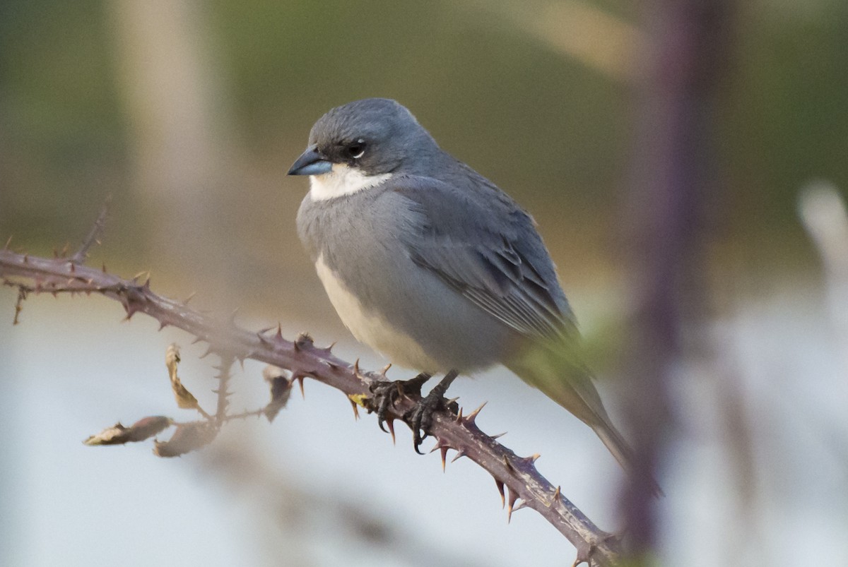 Diuca Finch - ML361288771