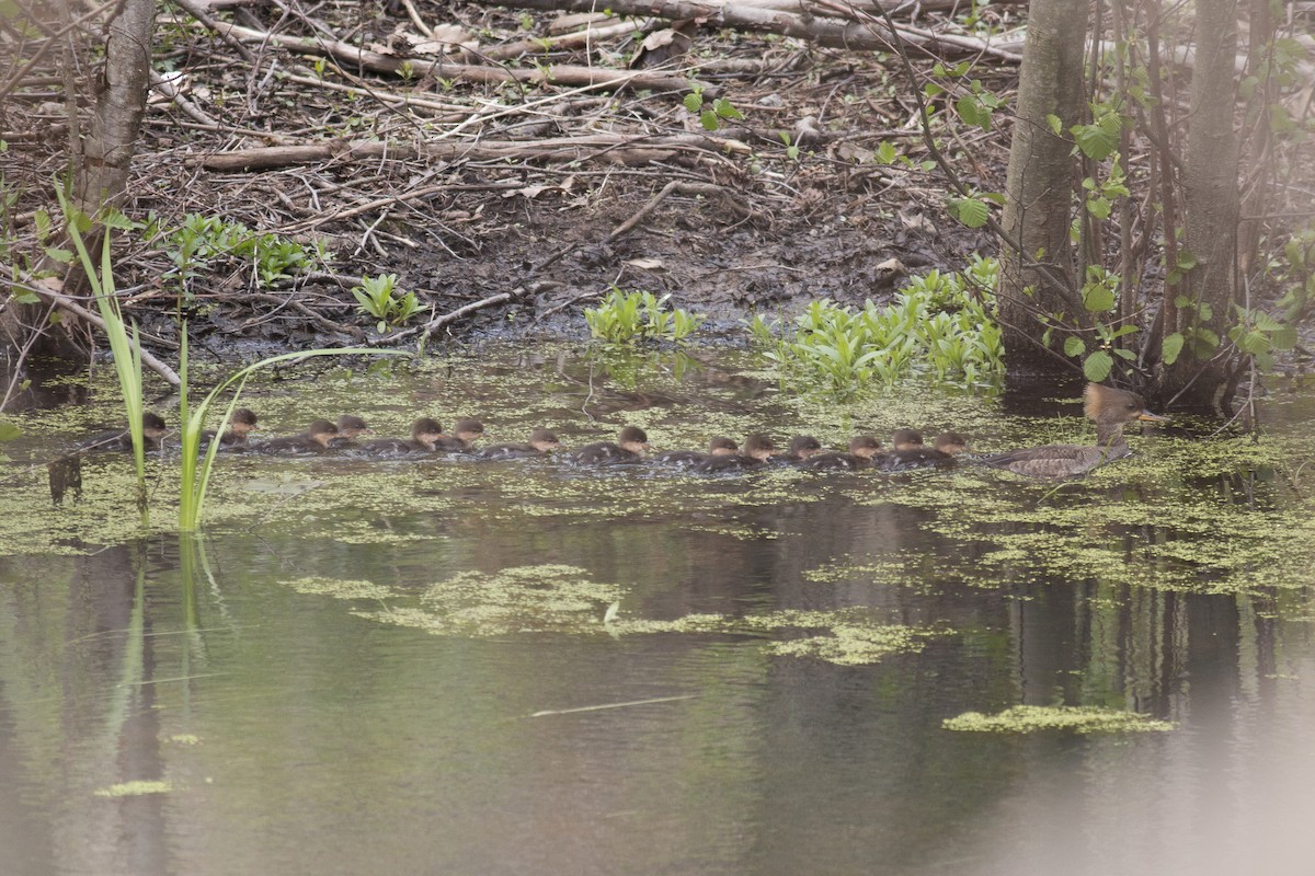 Hooded Merganser - ML36128921