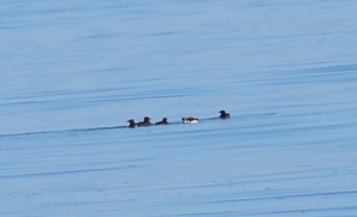 Rhinoceros Auklet - ML361289211