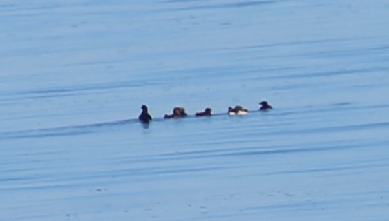 Rhinoceros Auklet - ML361289221