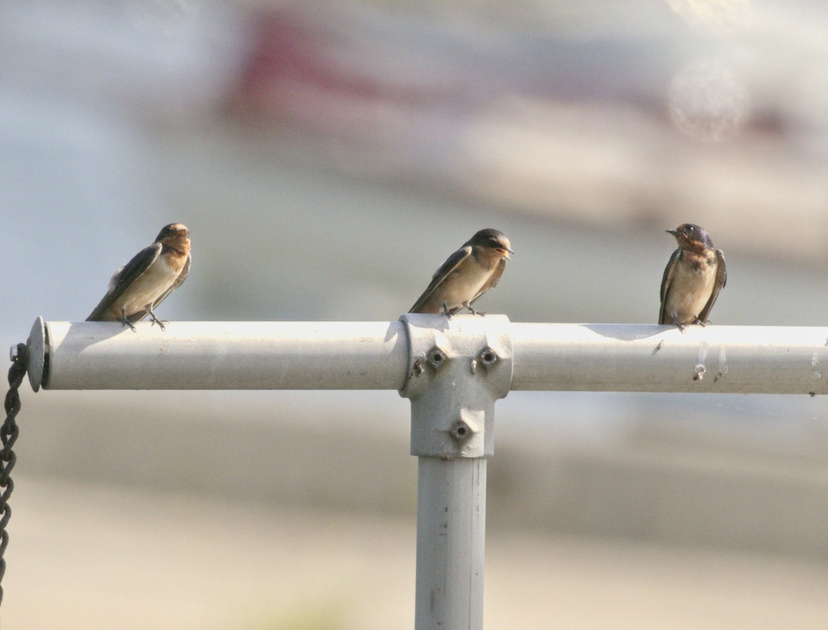 Barn Swallow - ML361291001