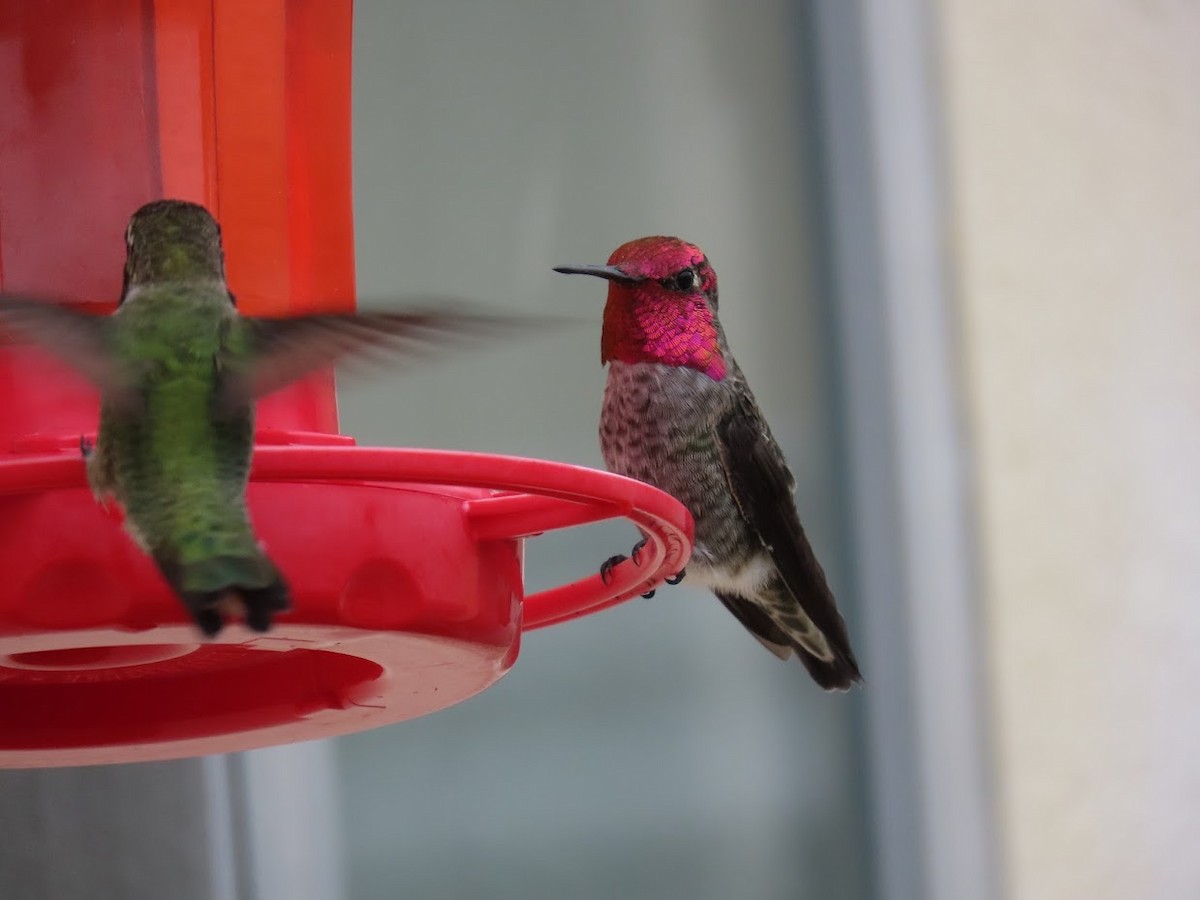 Anna's Hummingbird - Long-eared Owl