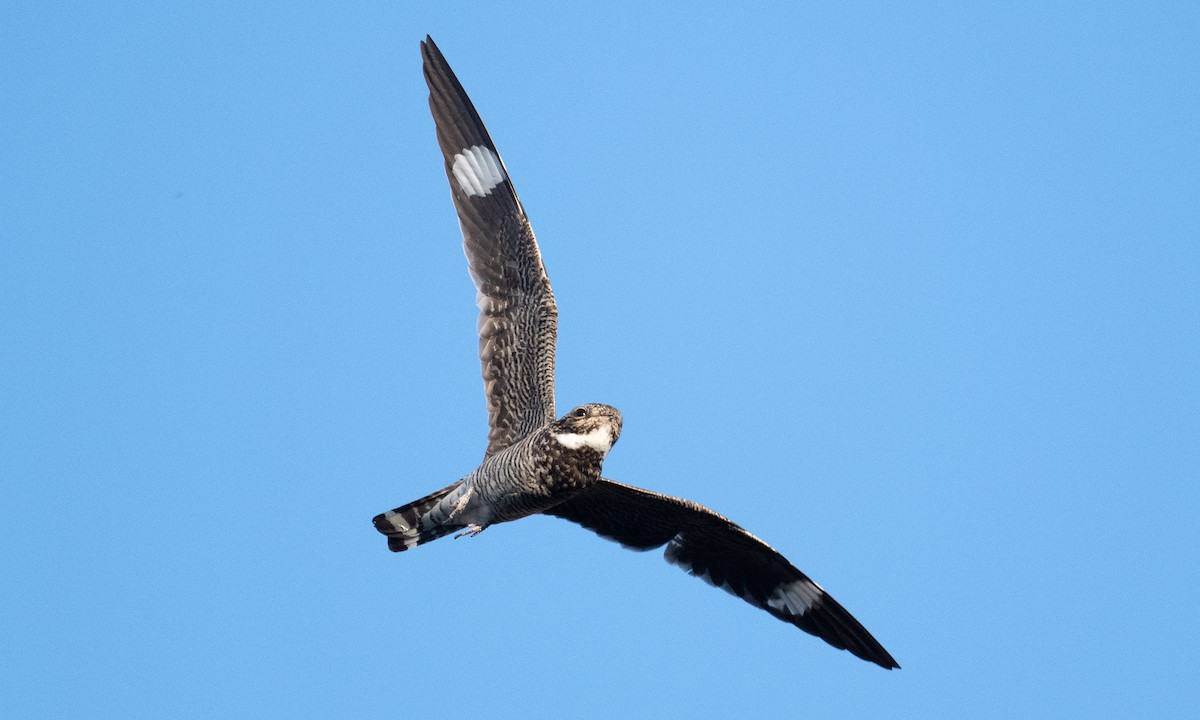 Common Nighthawk - Brian Sullivan