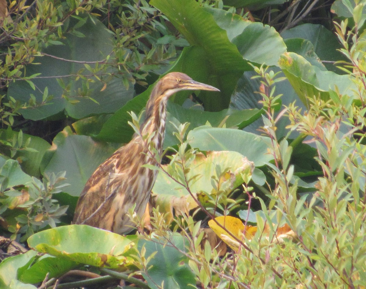 American Bittern - ML361294311