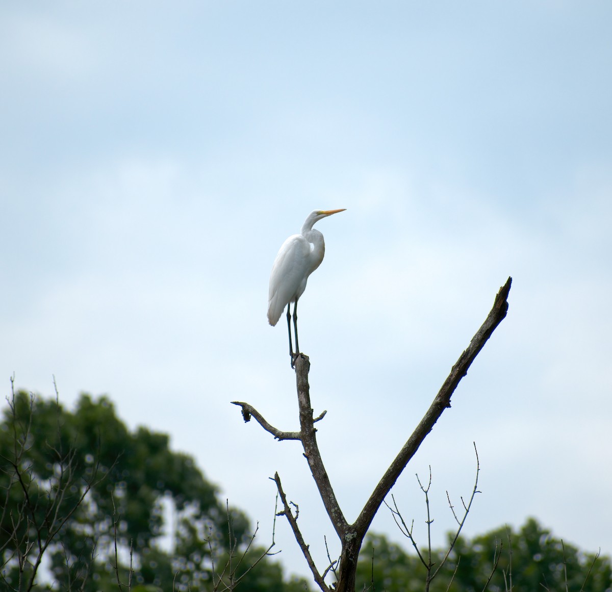 Great Egret - Dan Wyrostek