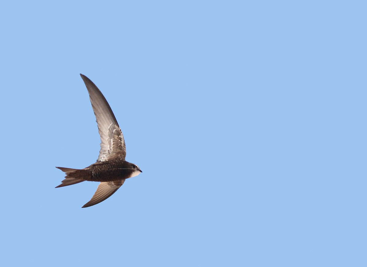 Common Swift - Jeremiah Trimble