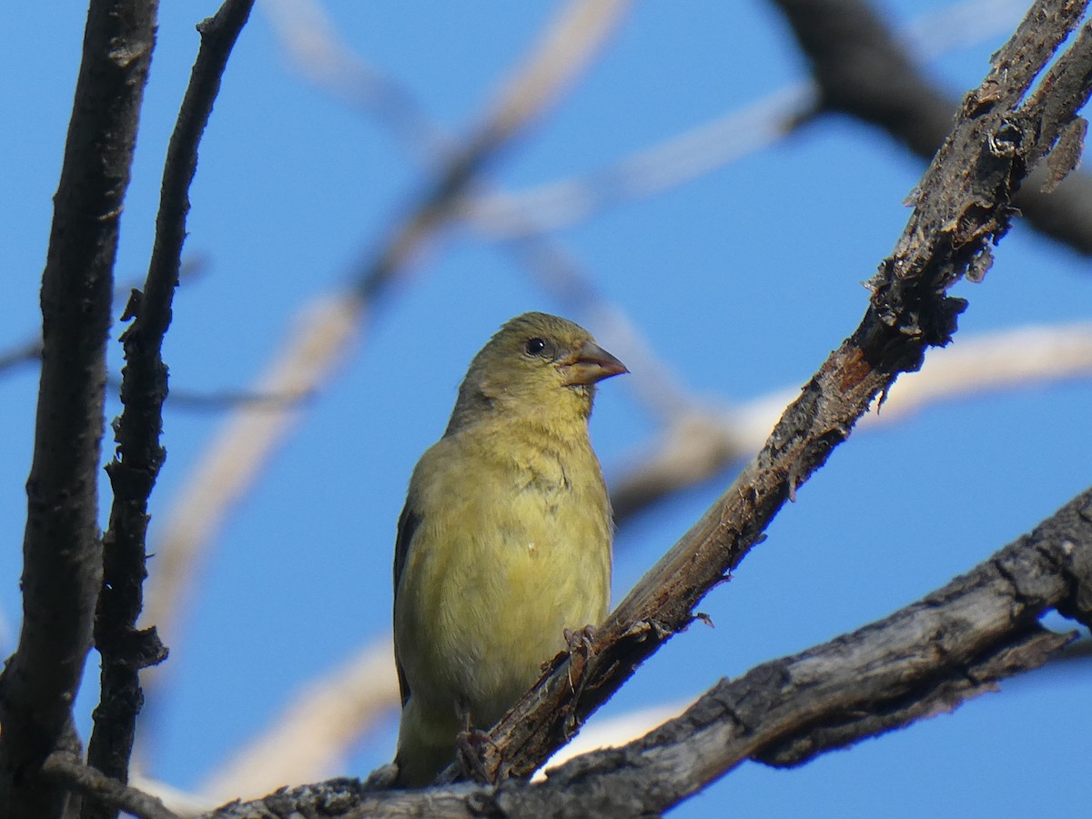 Lesser Goldfinch - ML361296641