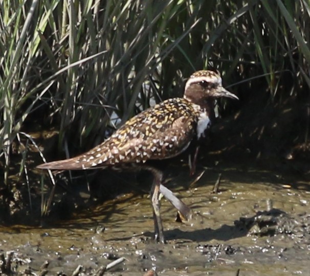 Chorlito Dorado Americano - ML361297281