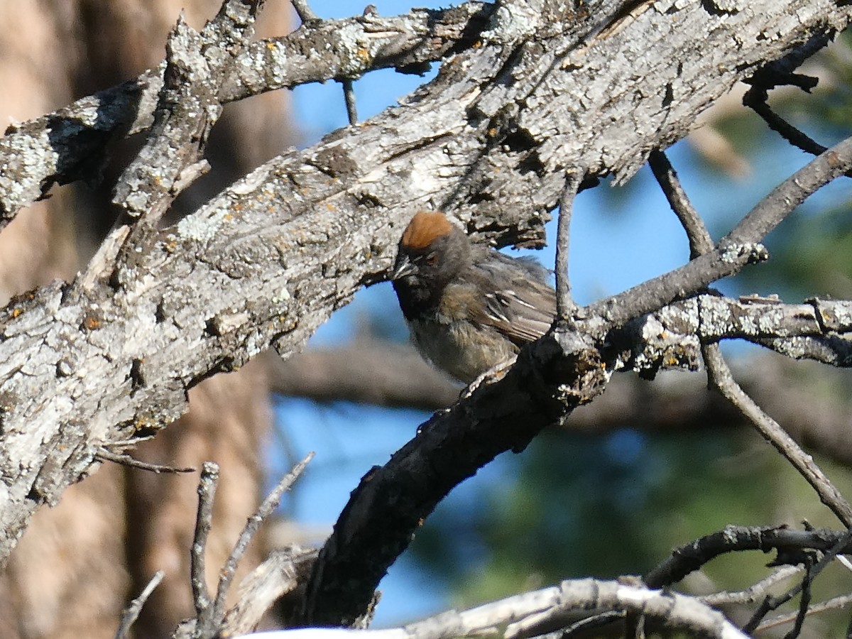 Green-tailed x Spotted Towhee (hybrid) - J Joseph