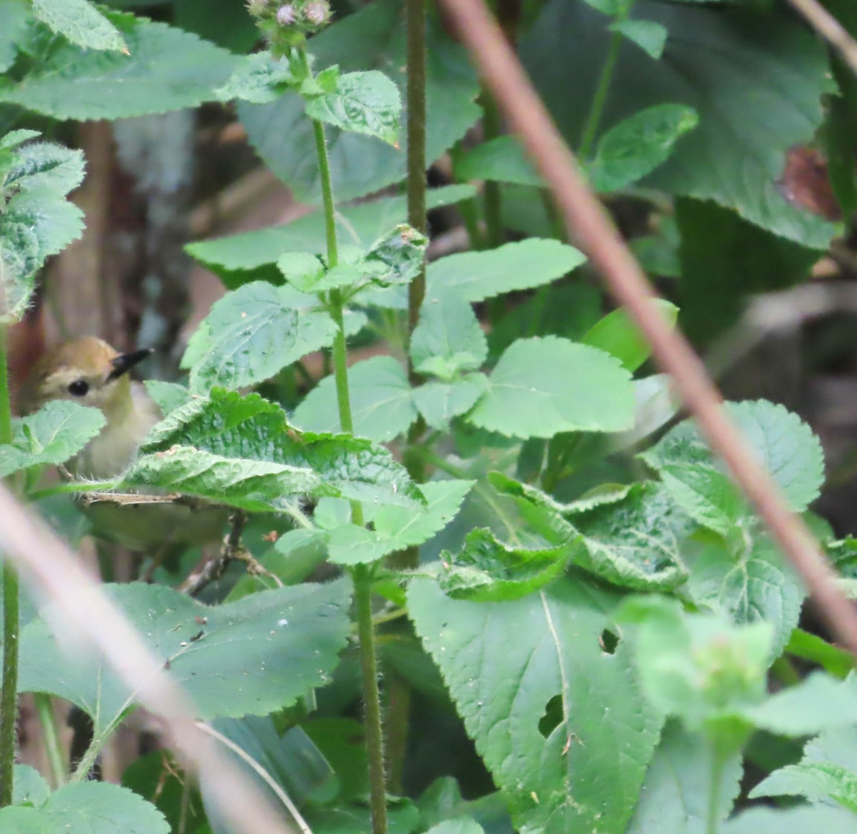 Large-billed Scrubwren - ML361299281