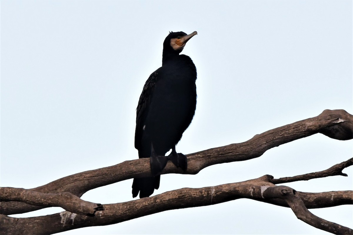 Great Cormorant (Australasian) - ML361299931