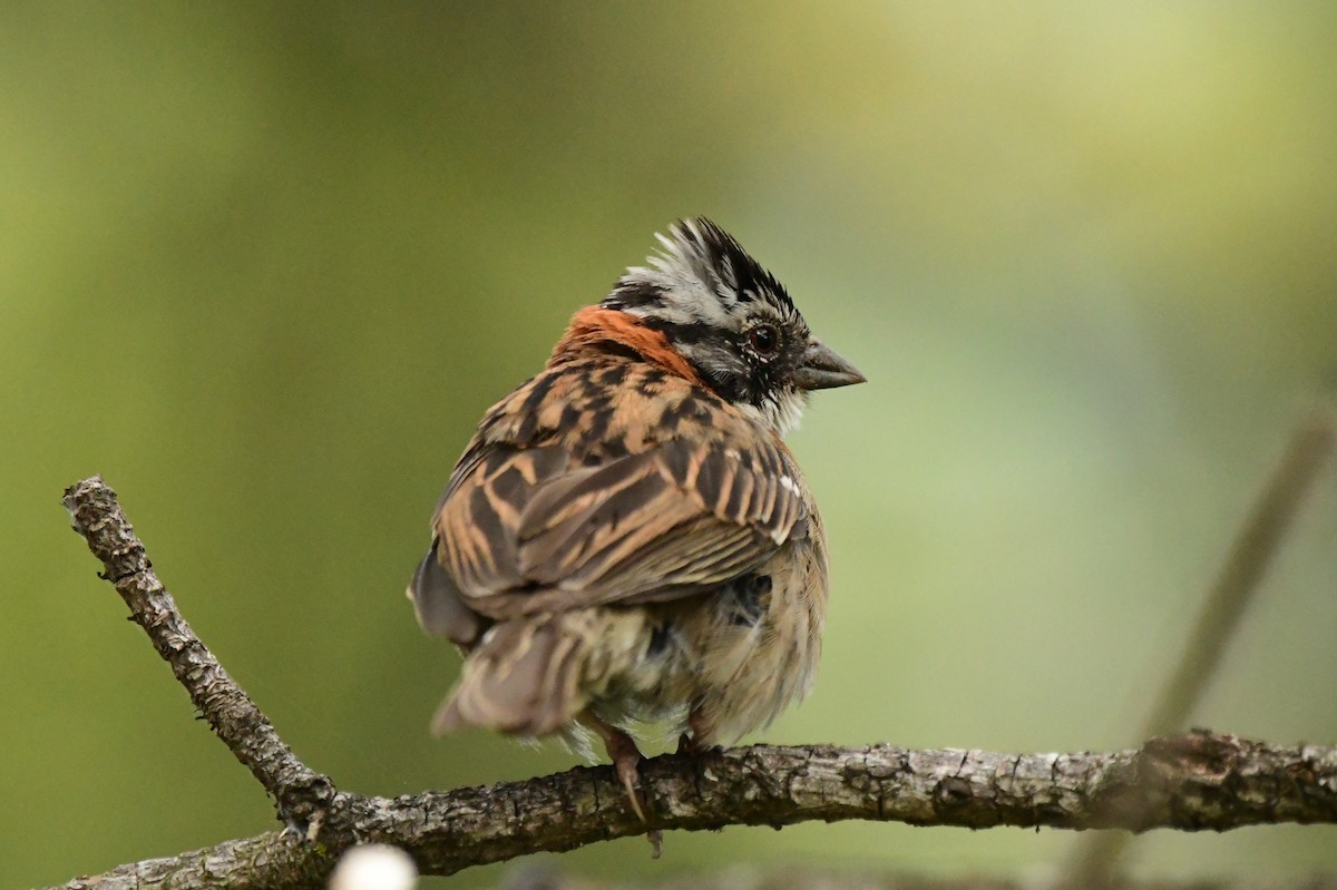 Rufous-collared Sparrow - ML361300611