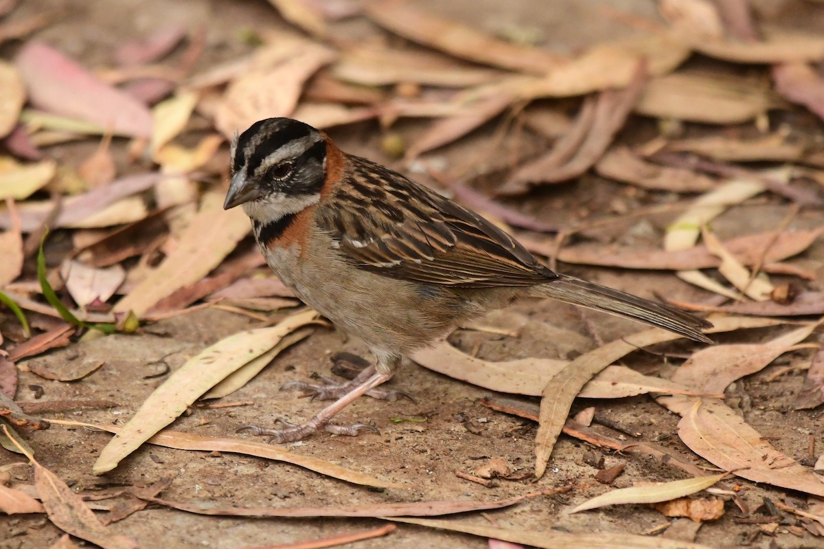 Rufous-collared Sparrow - ML361300911