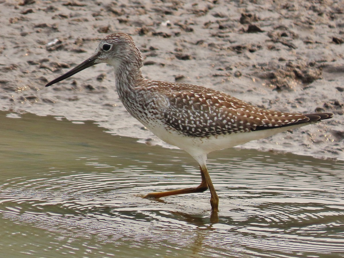 Lesser Yellowlegs - ML361301021