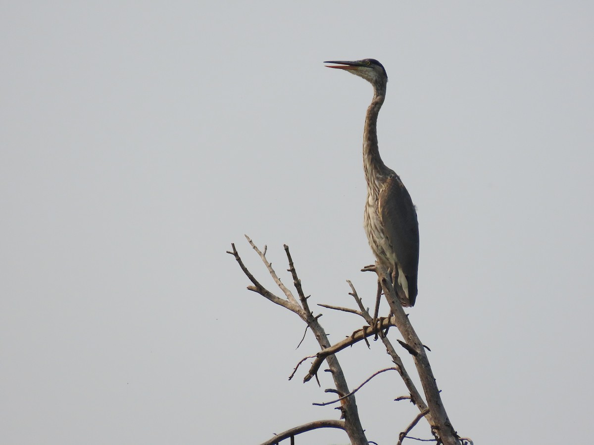 Great Blue Heron - ML361301211